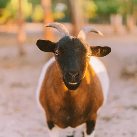 Vandrerhjem Cliff Surf House A dos Cunhados