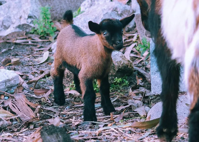Cliff Surf House אכסניה *